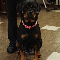 Athena, Rottweiler