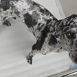 Ziggy, Poodle (Standard) Australian Shepherd mix