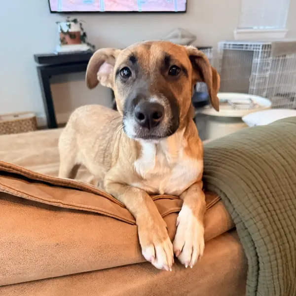 Georgia, Pyrenees, Great and Boxer mix