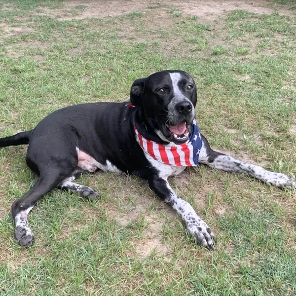 Brody, Cattle Dog and Terrier, Pit Bull mix