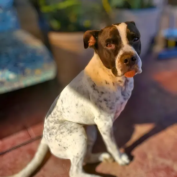Mylo Smith, Cattle Dog, Australian (Blue Heeler)