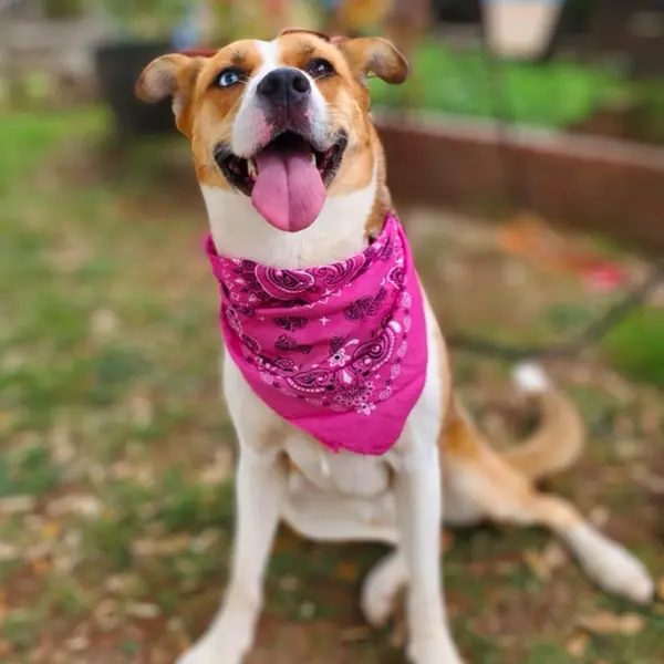Penny, Shepherd
