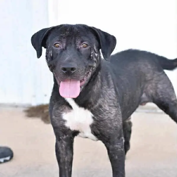 Manny, Retriever, Black Labrador