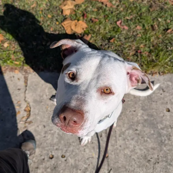 Stanley, Bulldog, American and Terrier, American Staffordshire mix