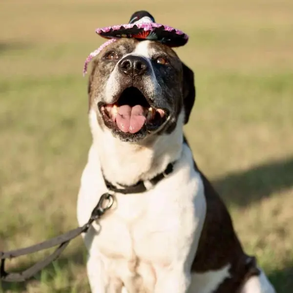 Ernie, Terrier, American Pit Bull and Cattle Dog mix