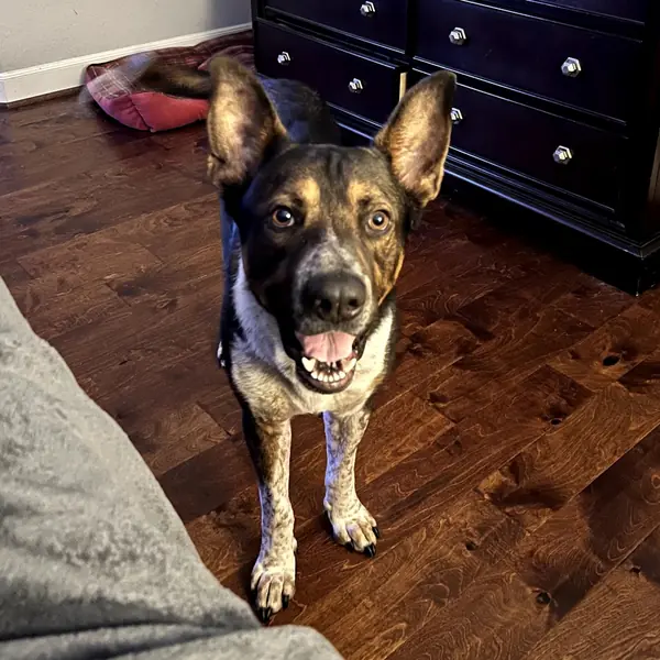 Mojo, Shepherd, German