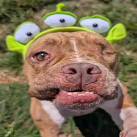 Jack Sparrow, Bulldog, American