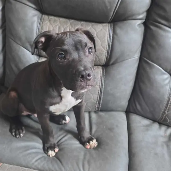 Artemis, Terrier, American Pit Bull