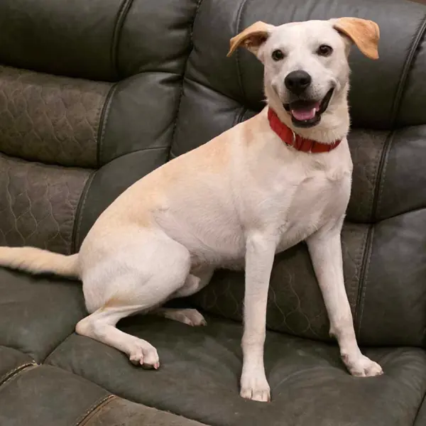 Ziggy, Retriever, Yellow Labrador
