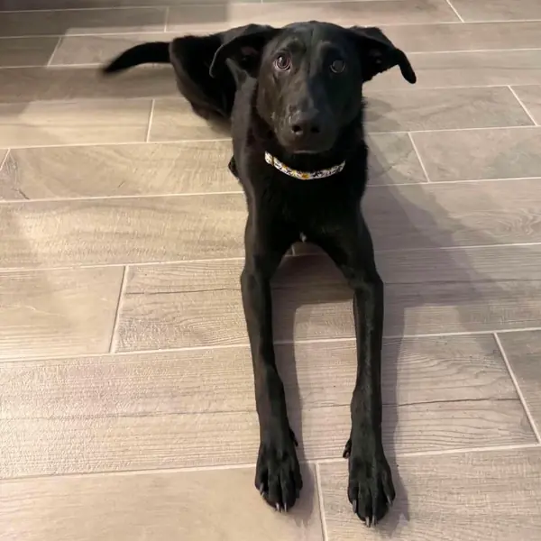 Meeka, Retriever, Black Labrador