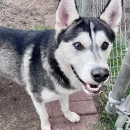 Steven, Husky, Siberian