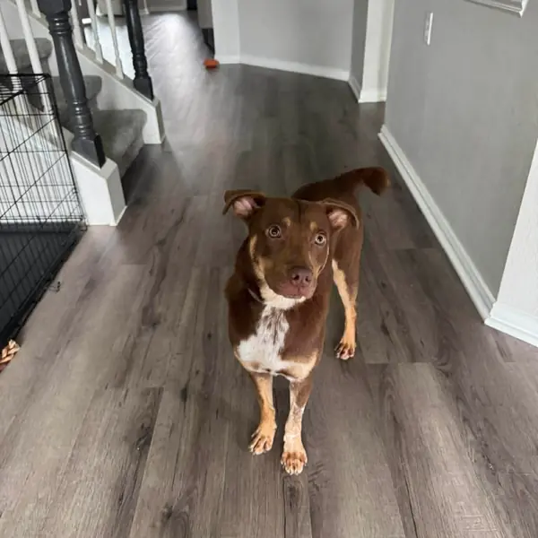 Snicker, Terrier, American Staffordshire and Cattle Dog, Australian (Red Heeler) mix