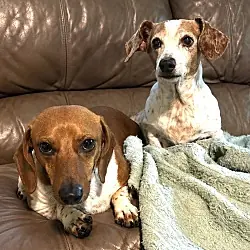 Little Man (Bonded to Carmel), Dachshund