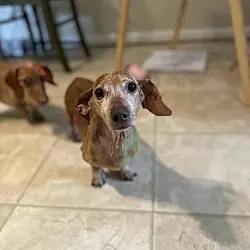 Bentley, Dachshund