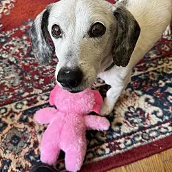 Snoopy, Dachshund Beagle mix