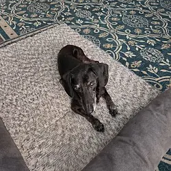 Archie, Dachshund mix