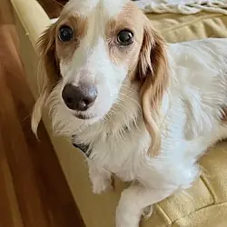 Starla (OBX), Dachshund