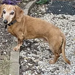 Mason, Dachshund