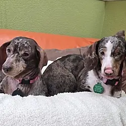 Samantha (Bonded to Kimmie), Dachshund