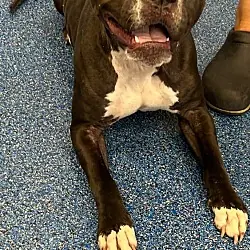 Coaley, Pit Bull Terrier