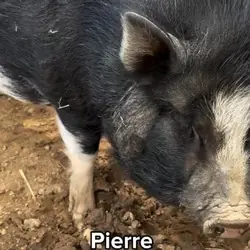 Pierre, Pig (Potbellied) Pig (Potbellied)