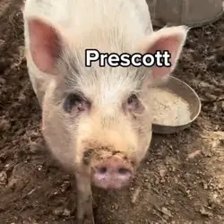 Prescott, Pig (Potbellied) Pig (Potbellied)