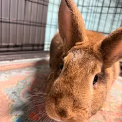 Theo, Mini Rex mix