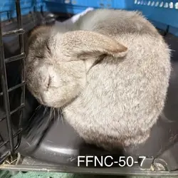 Timmy, Chinchilla, American mix