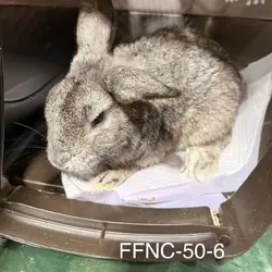Cosmo, Chinchilla, American mix