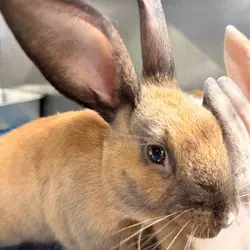 Andy, Chinchilla, American mix