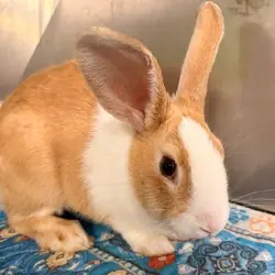 Peter Pan, Blanc de Hotot mix