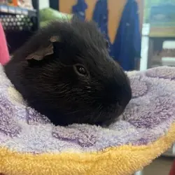 Ozzy, Guinea Pig