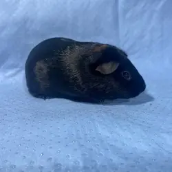 Dom, Guinea Pig