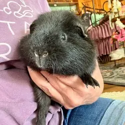 Harry, Guinea Pig