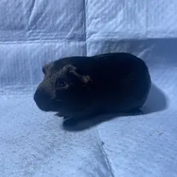 Chewy, Guinea Pig