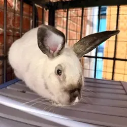 Olaf, New Zealand mix