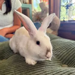 Tootsie, Chinchilla, American mix