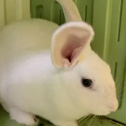 Aurora, Chinchilla, American mix