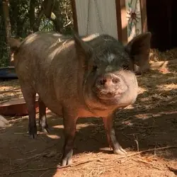 Penelope, Pig (Potbellied) Pig (Potbellied)