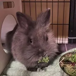 Bugs, Lionhead Netherland Dwarf mix