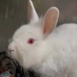 Clover, Lionhead mix