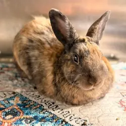 Fudge, Chinchilla, American mix