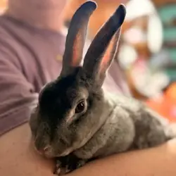 Beatrix, Mini Rex mix