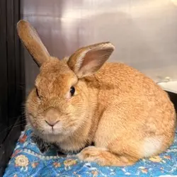 Winnie, Chinchilla, American mix