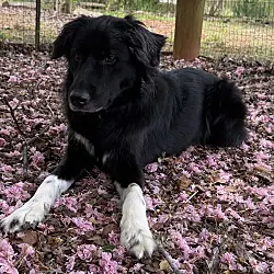 Myla, Border Collie