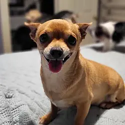 Razor, Chihuahua