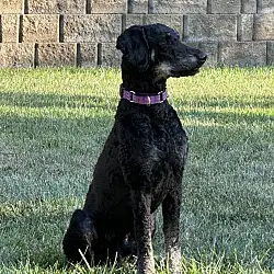 Finn (Poodle), Standard Poodle