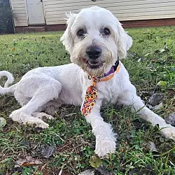 Snowy, one of the poodles and doodles waiting in North Carolina