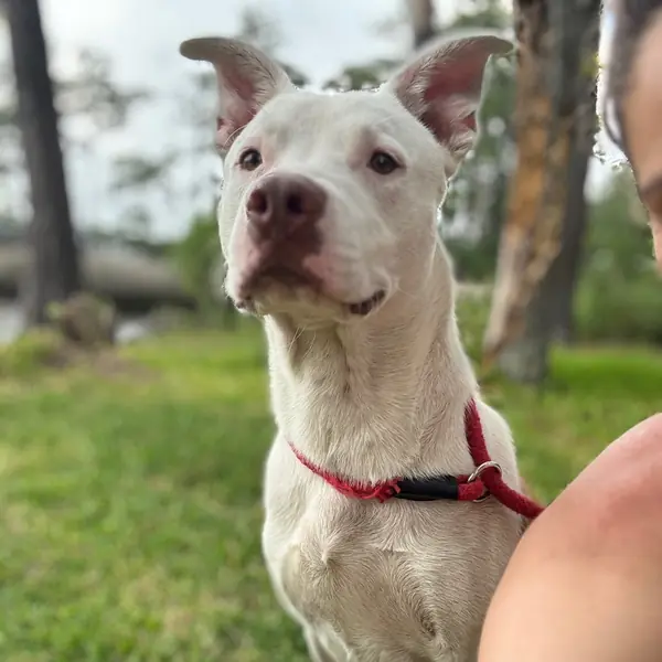 Albie, Bulldog, American and Terrier, Bull mix