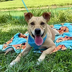 Cookie, Carolina Dog Cattle Dog mix